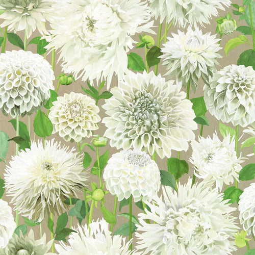 DAHLIA WIDE WIDTH wallpaper