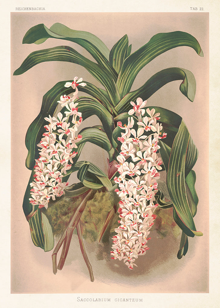 Botaaniline poster 50x70 cm