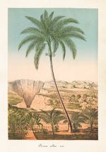 Botaaniline poster 35x50 cm
