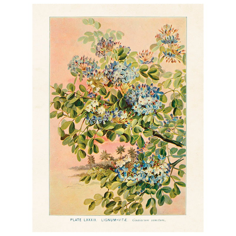Botaaniline poster 18x24 cm