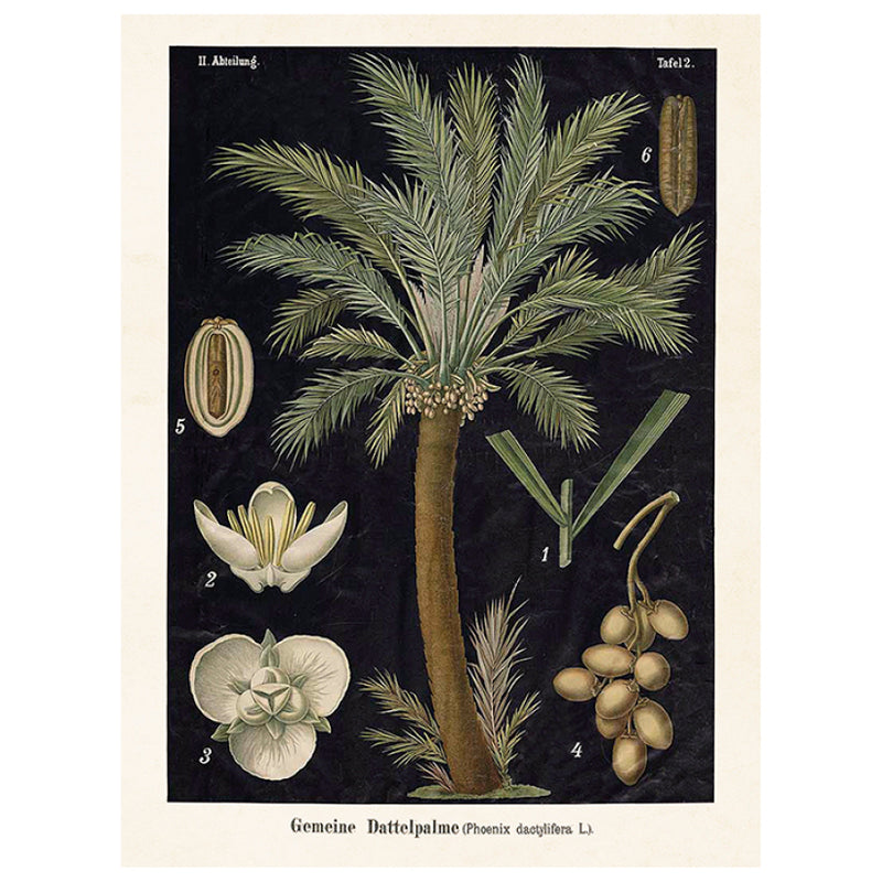 Botaaniline poster 18x24 cm